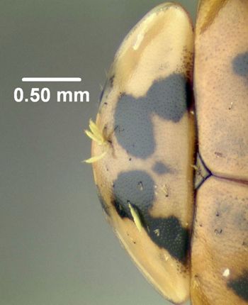 Media type: image;   Entomology 602487 Aspect: thorax lateral